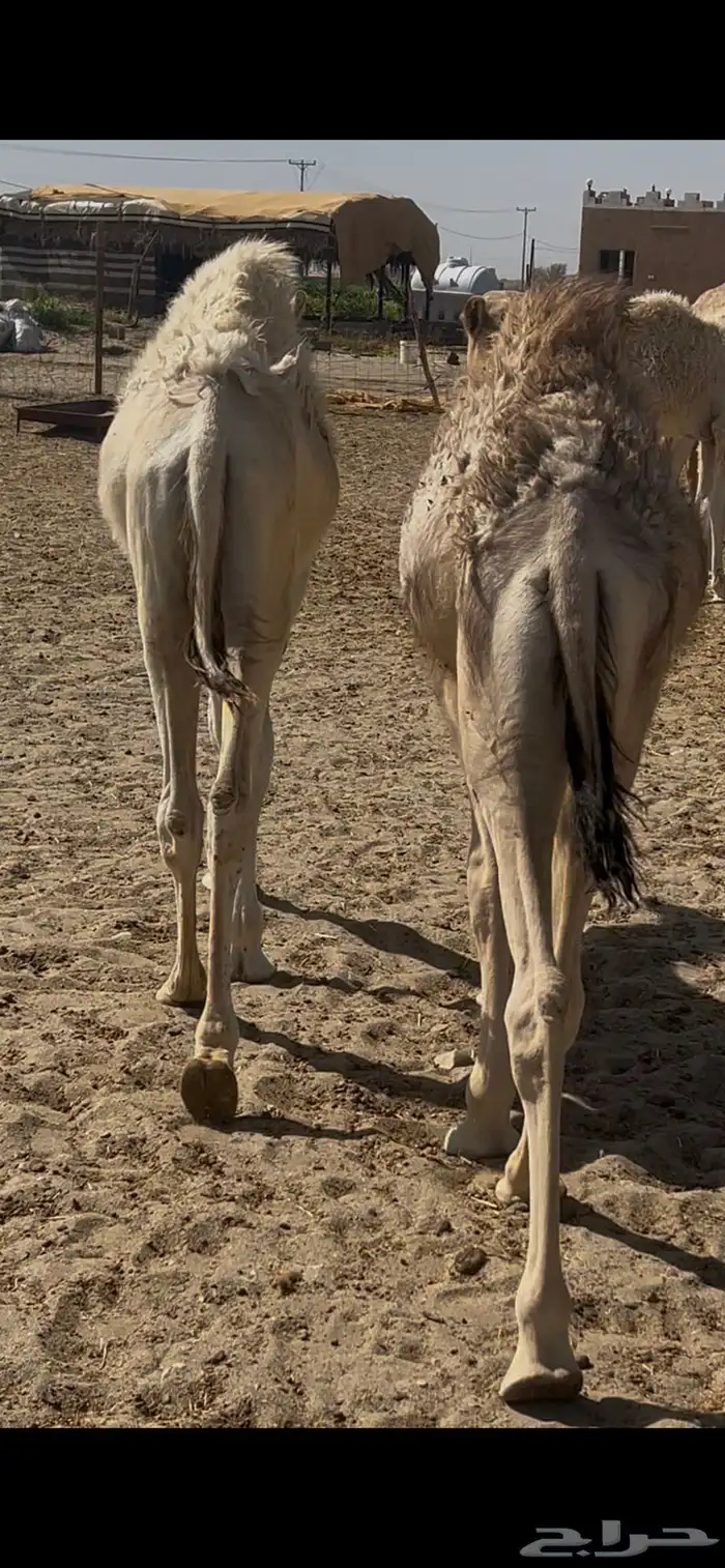 قعدان حشو طيبه 2