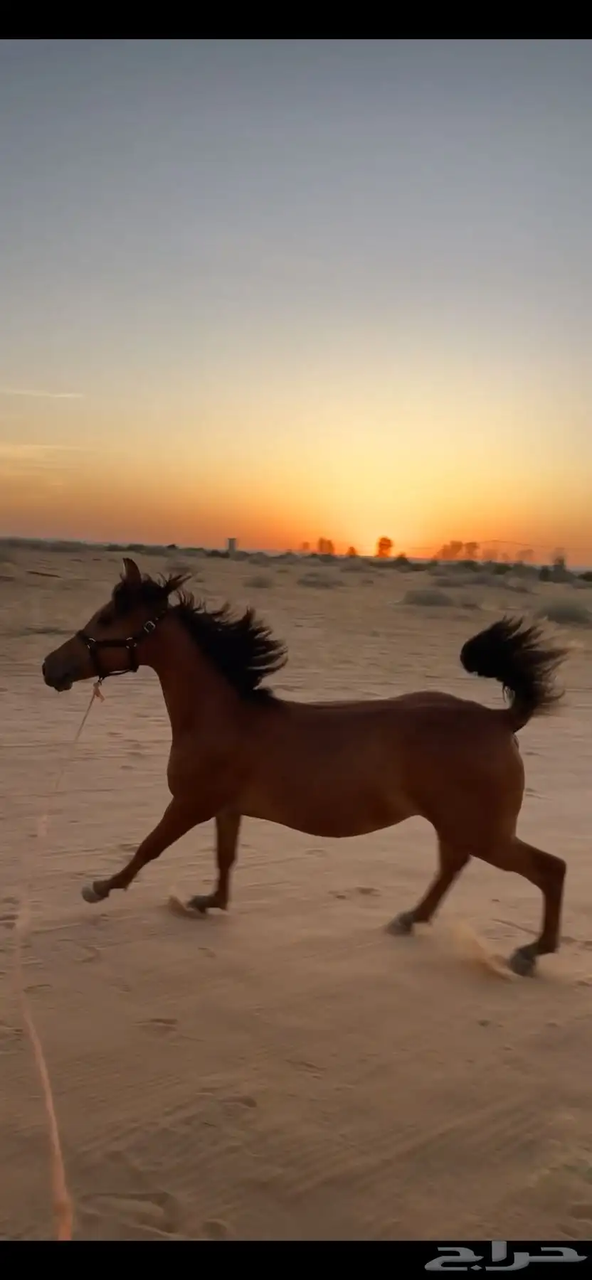 مهر واهو و البيع شعبي عمره 9 شهور تقريبا 4