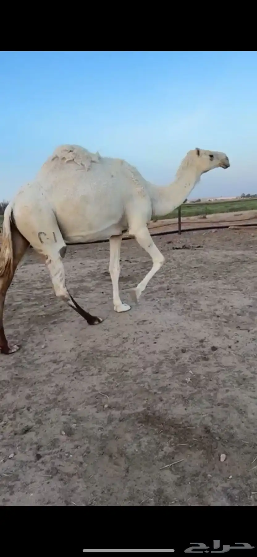 للبيع عشراء تحتها قعود ناقه وضحاء كفو البيع سمح 0