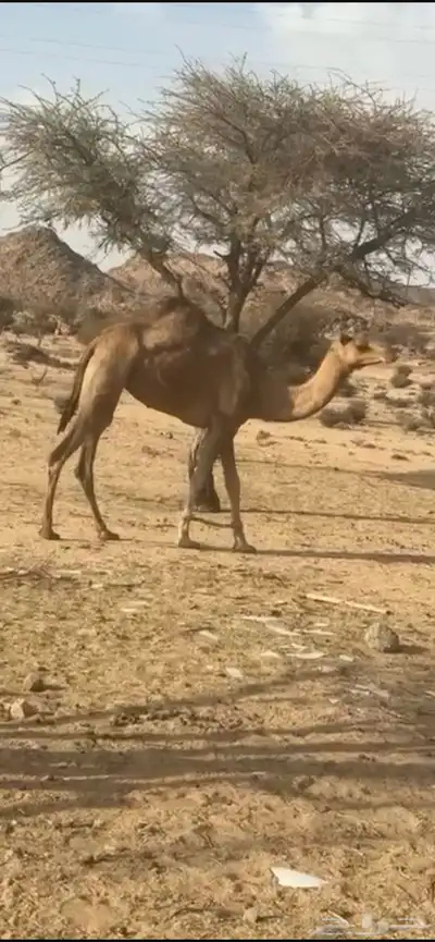 بكره ثنيه من بغاها رحول ولا مقنا 0