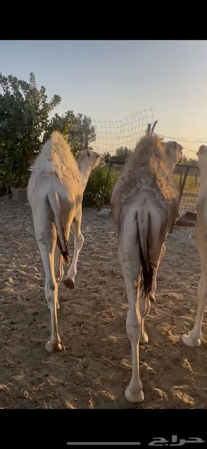 قعدان حشو طيبه 3