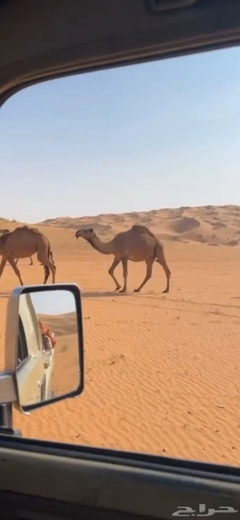 بعير منتج ساسه على الاجرب تمم البيع 1