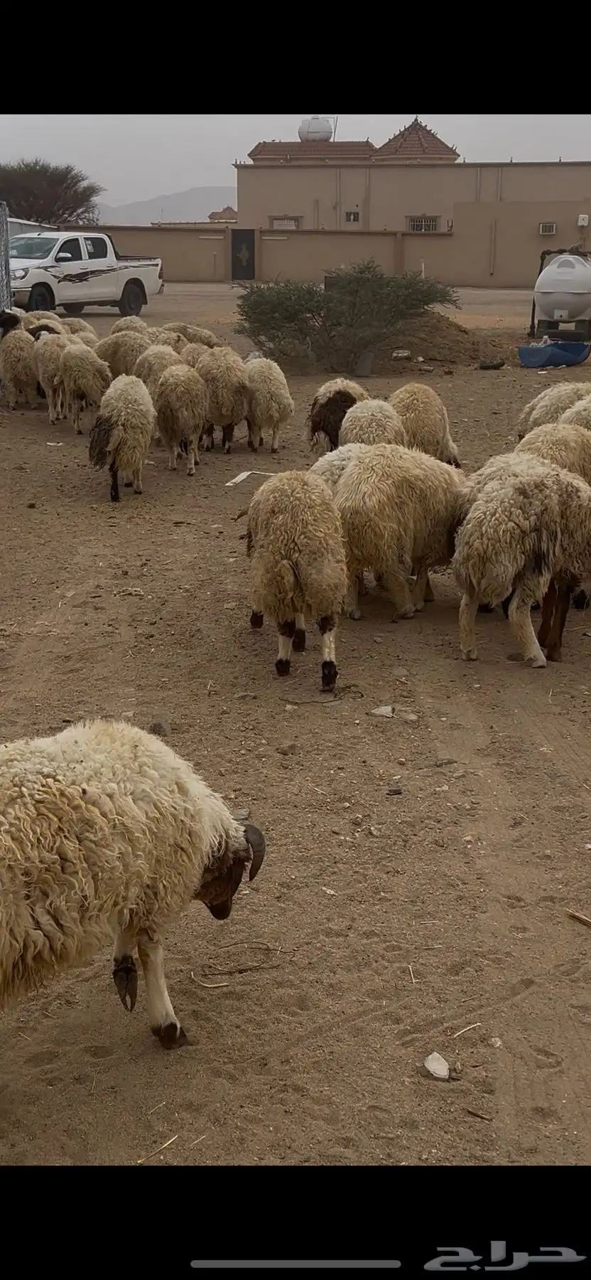 خرفان نعيم كرامات 0