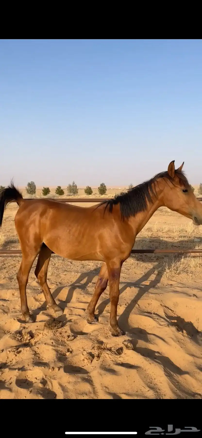 مهر واهو و البيع شعبي عمره 9 شهور تقريبا 3