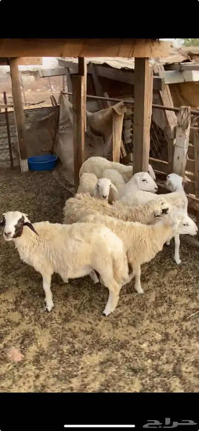 الدرب 0