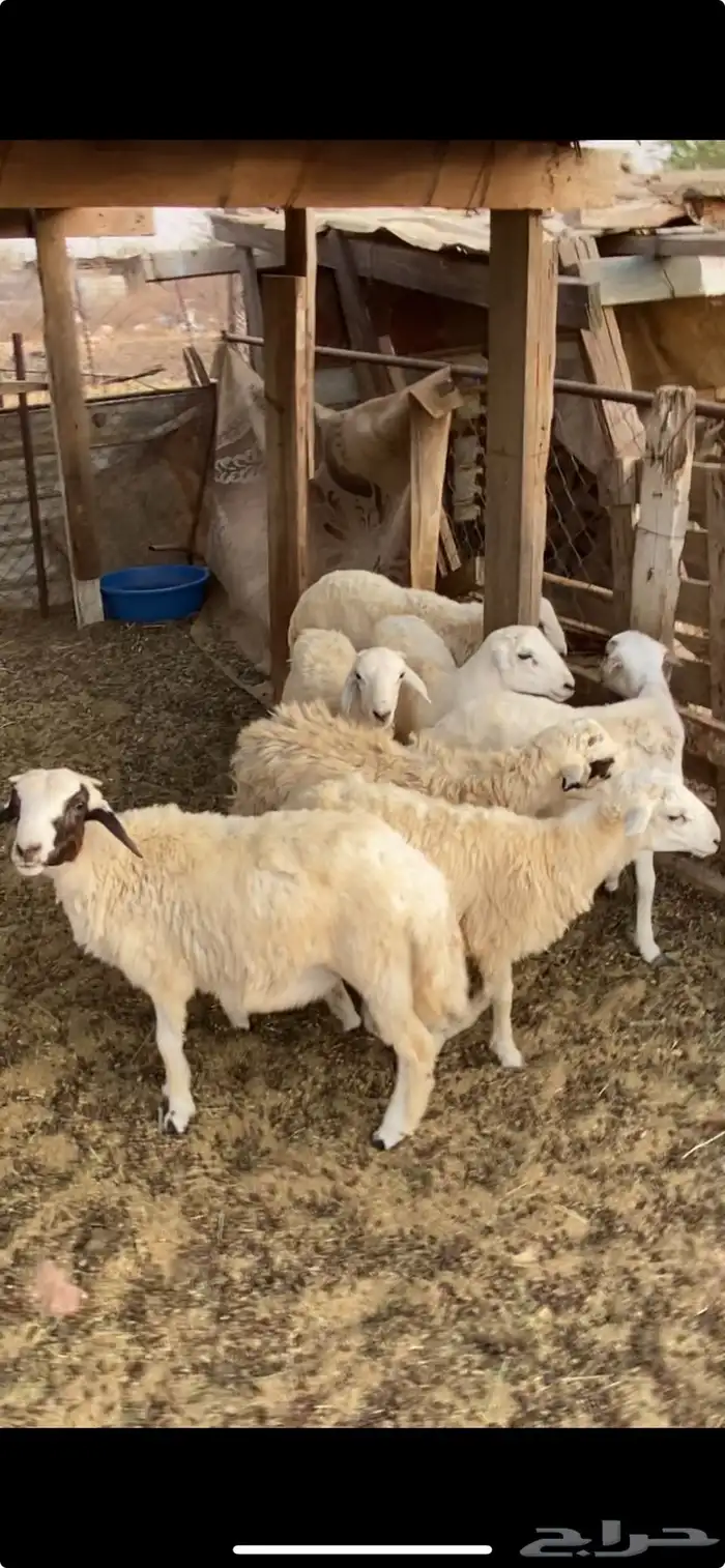 الدرب 0