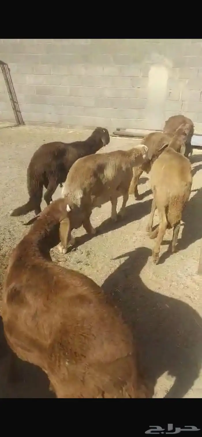 سواكن مرابي 2