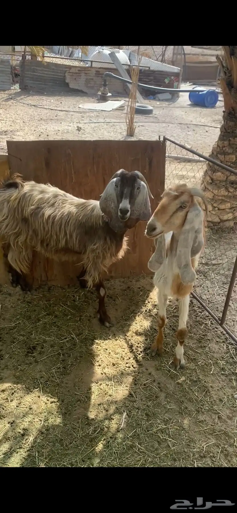 عنزين مع الفحل ونشالله دفيع سنها سدس شبب 2
