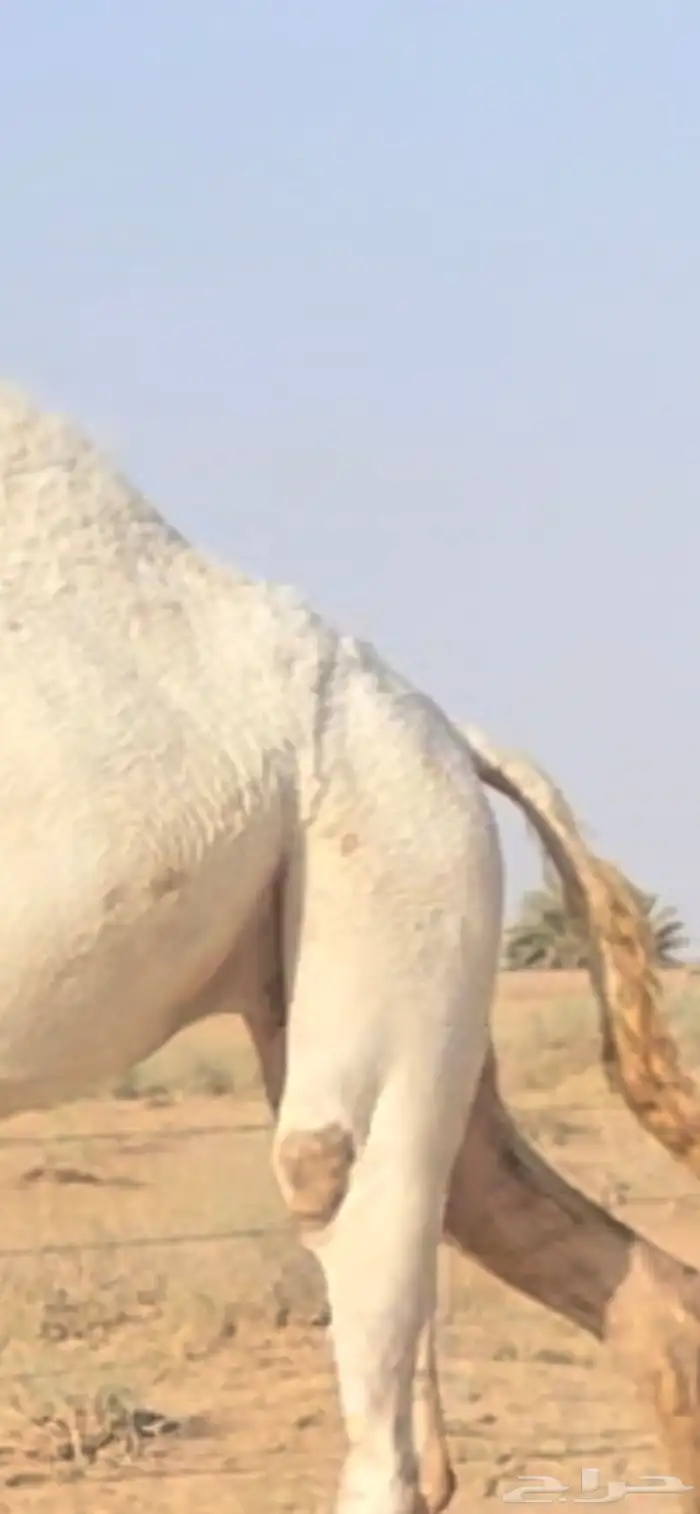 ثنيه ملاقي داخله باللقاء 4