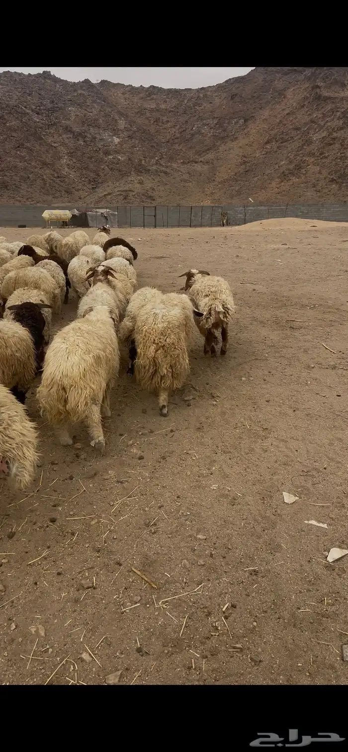 خرفان نعيم كرامات 1