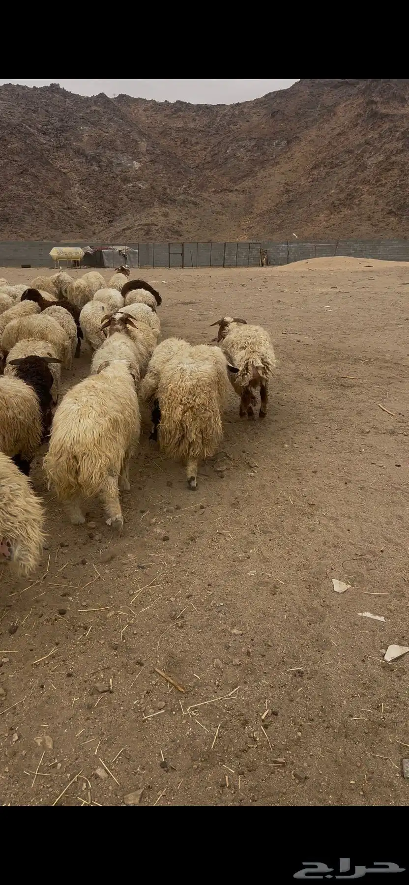 خرفان نعيم كرامات 1