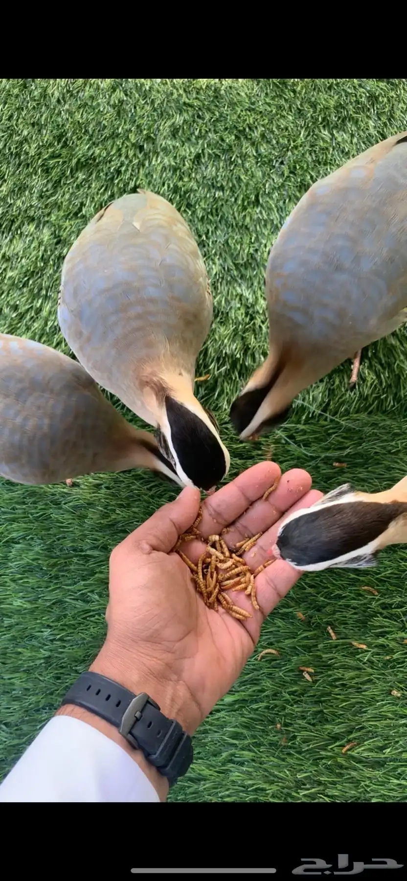 قهابا قهد اليف حجل 0