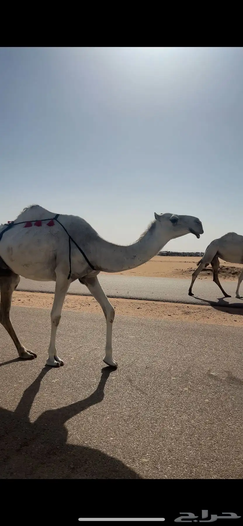 ناقة وضحاء كفوو خلفة ثنيه للبيع 1