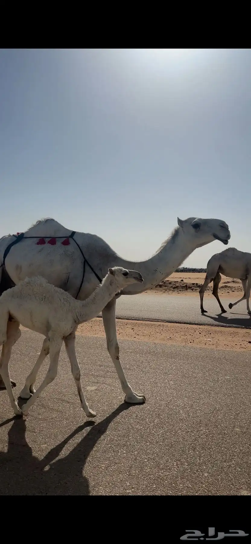 ناقة وضحاء كفوو خلفة ثنيه للبيع 0