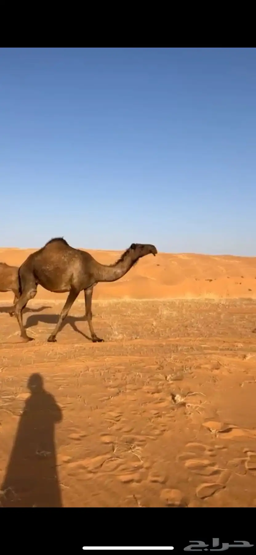 بعير منتج ساسه على الاجرب تمم البيع 4