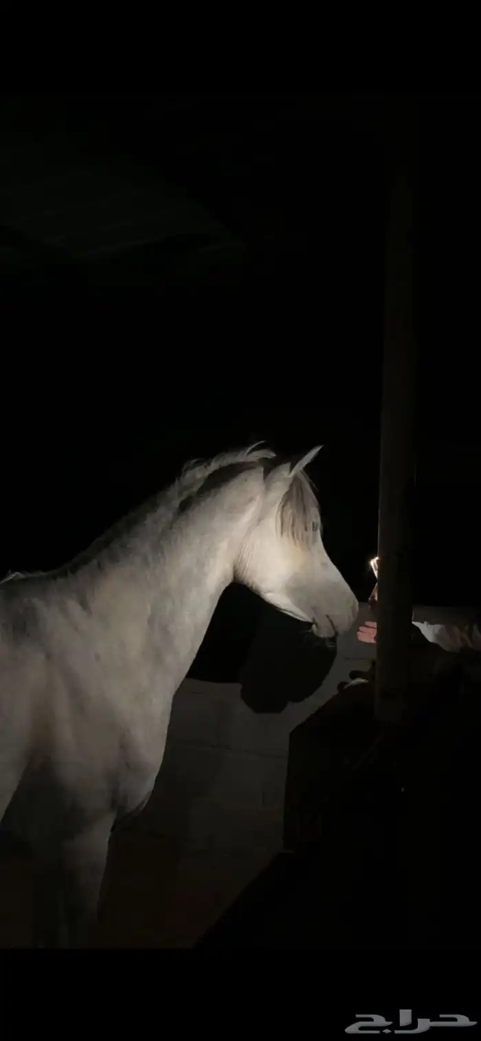 خيل دم فاخر 1