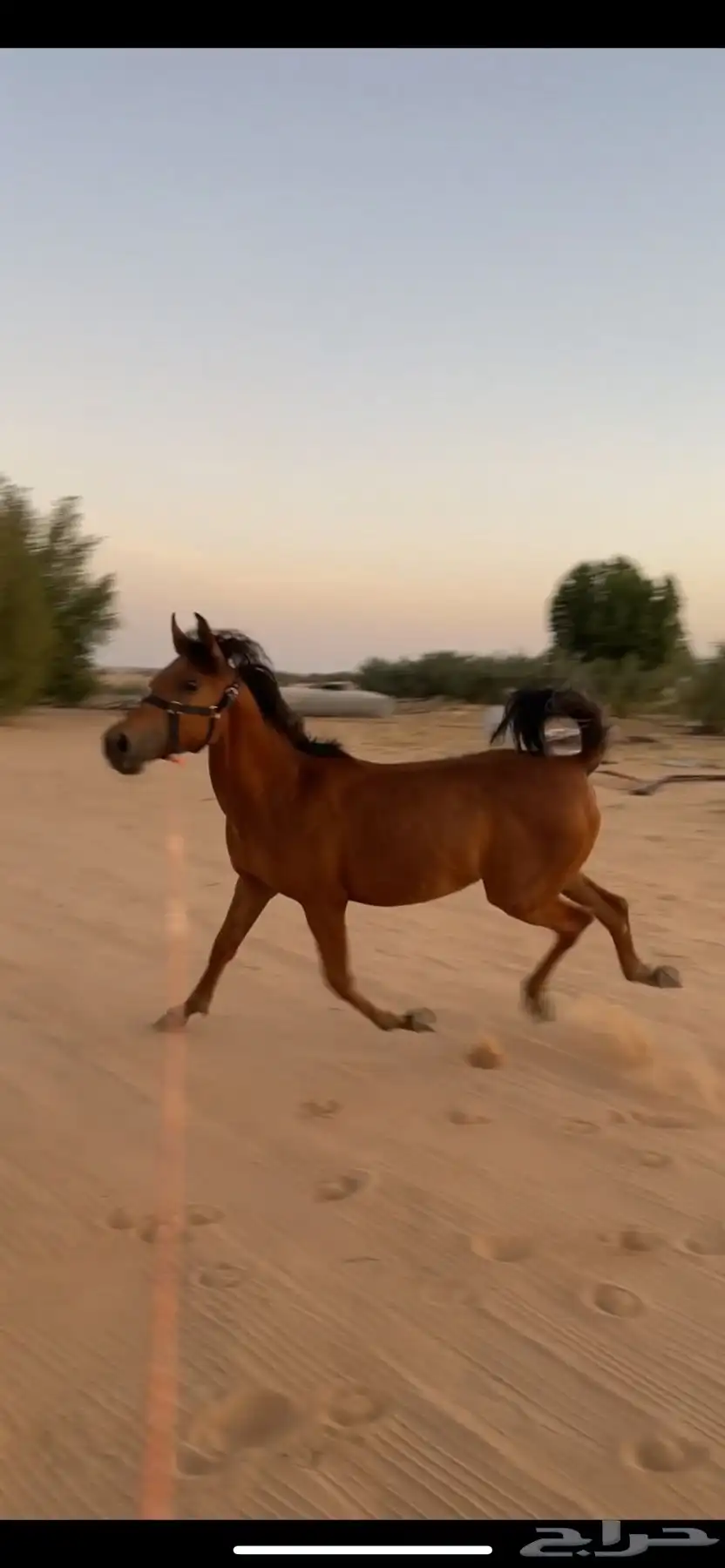 مهر واهو و البيع شعبي عمره 9 شهور تقريبا 0