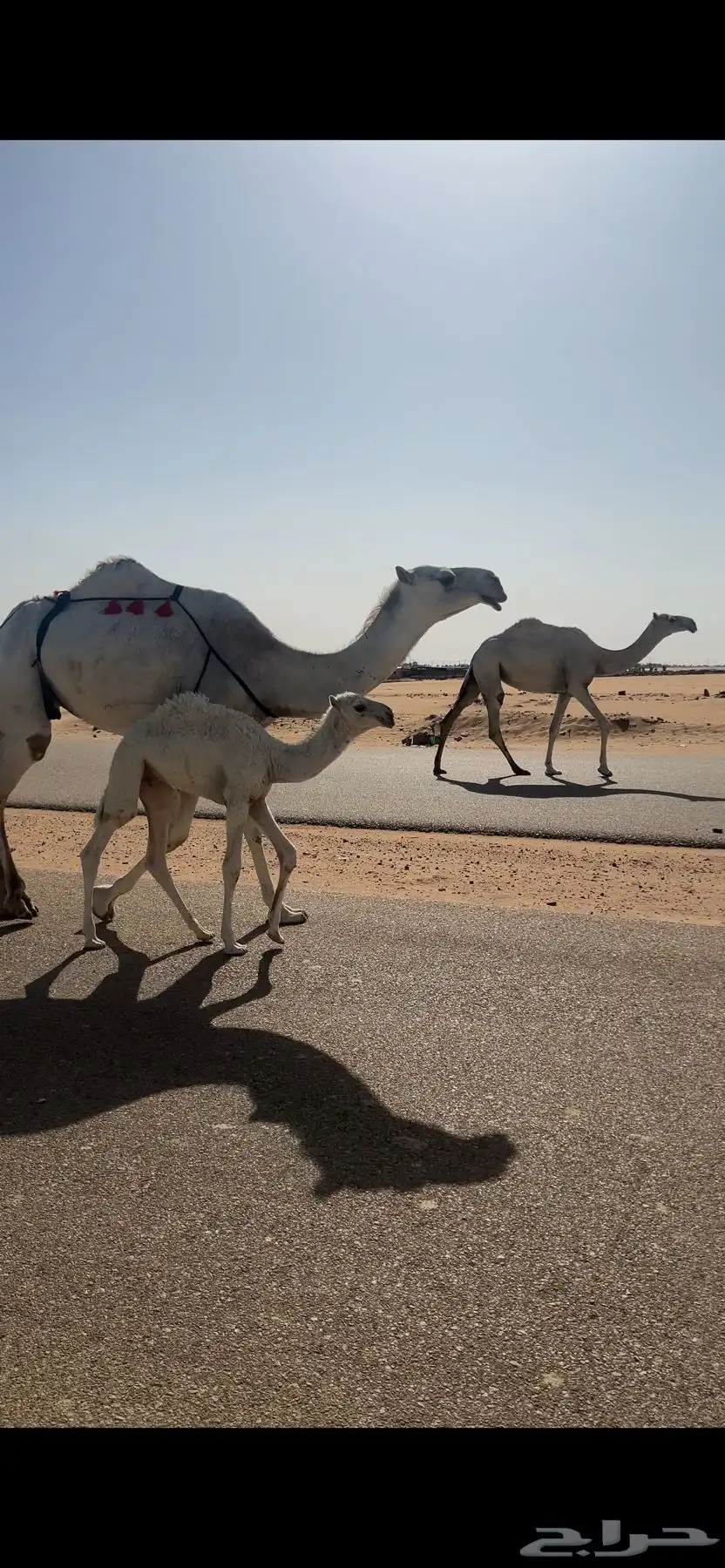 ناقة وضحاء كفوو خلفة ثنيه للبيع 2