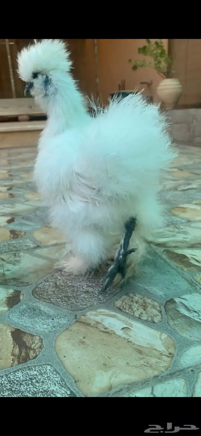 دجاج قطني امريكي TOP 9