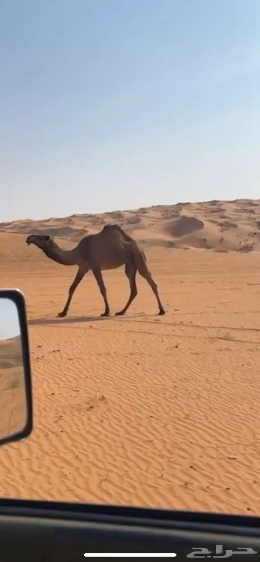 بعير منتج ساسه على الاجرب تمم البيع 2