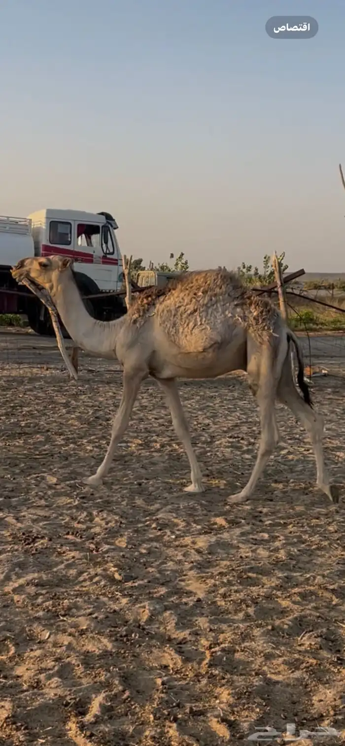 قعدان حشو طيبه 1