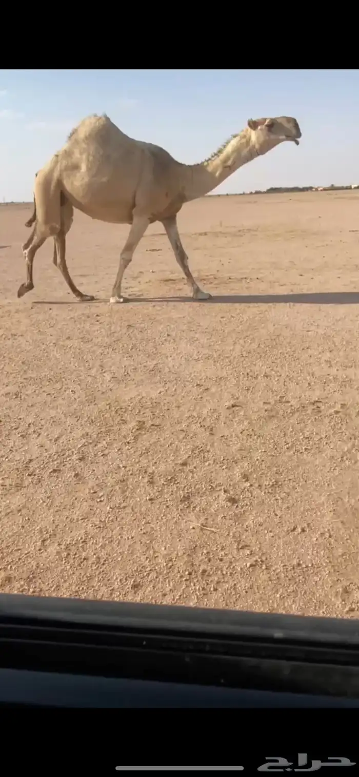 للبيع الشقحا الثنيه الكفو 0