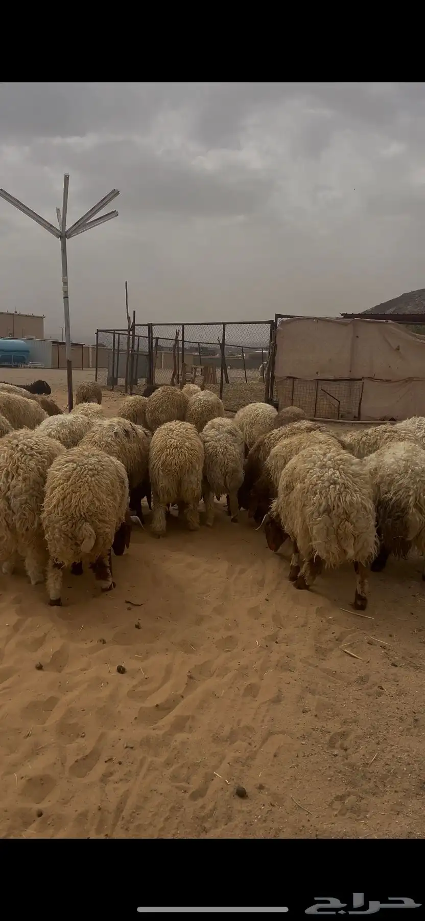 خرفان نعيم كرامات 2