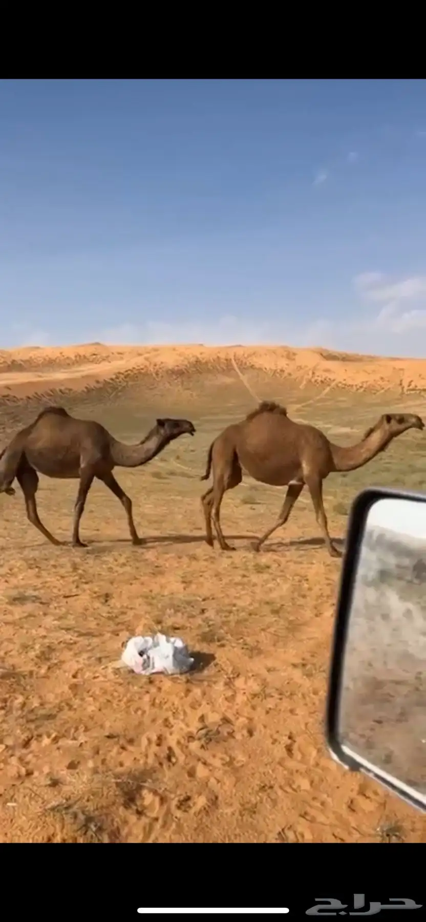 بعير منتج ساسه على الاجرب تمم البيع 3