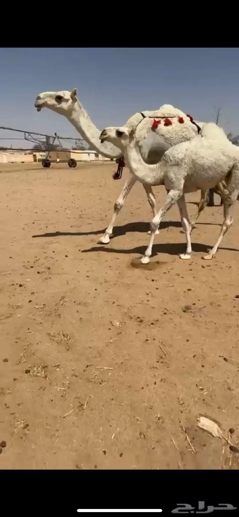 للبيع عشراء وضحا سنها جذعه تحتها بكره رمانيه كفو 0