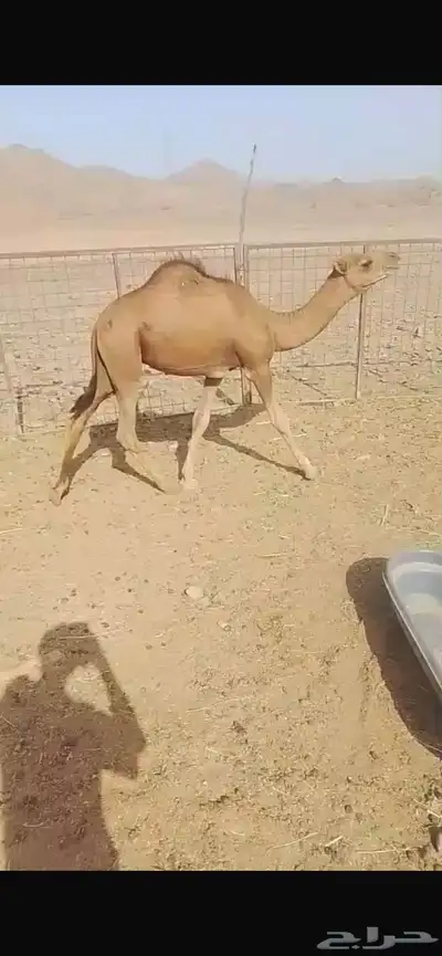 حشو 0