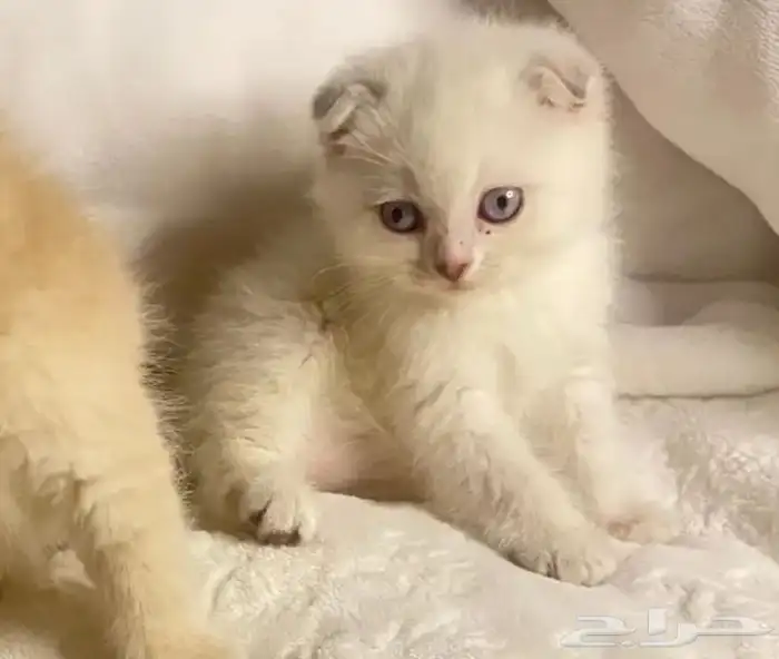 قطط شيرازي 0
