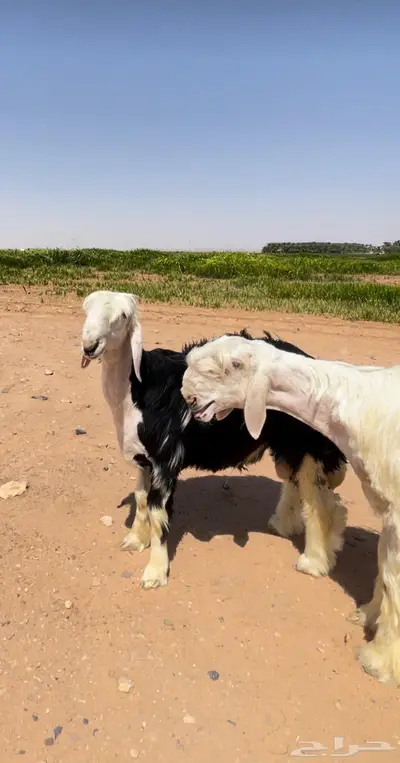 مشروع فحل عيسي صنف 0