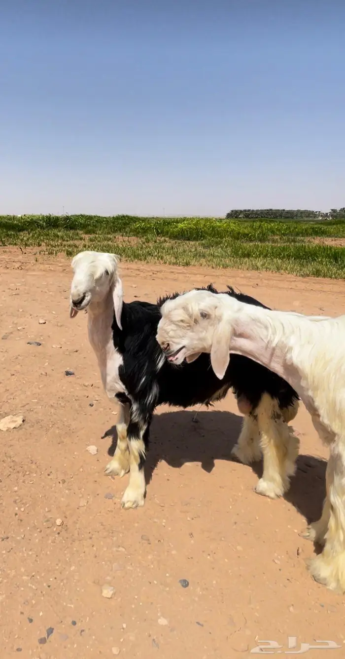 مشروع فحل عيسي صنف 0