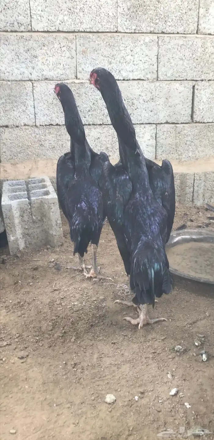 فروخ شامو الماني 10