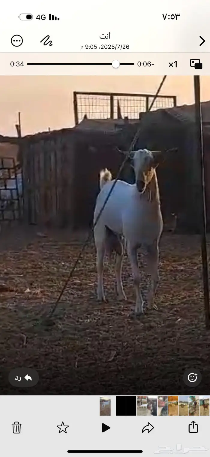 تيس بيشي فاخر فحل 2