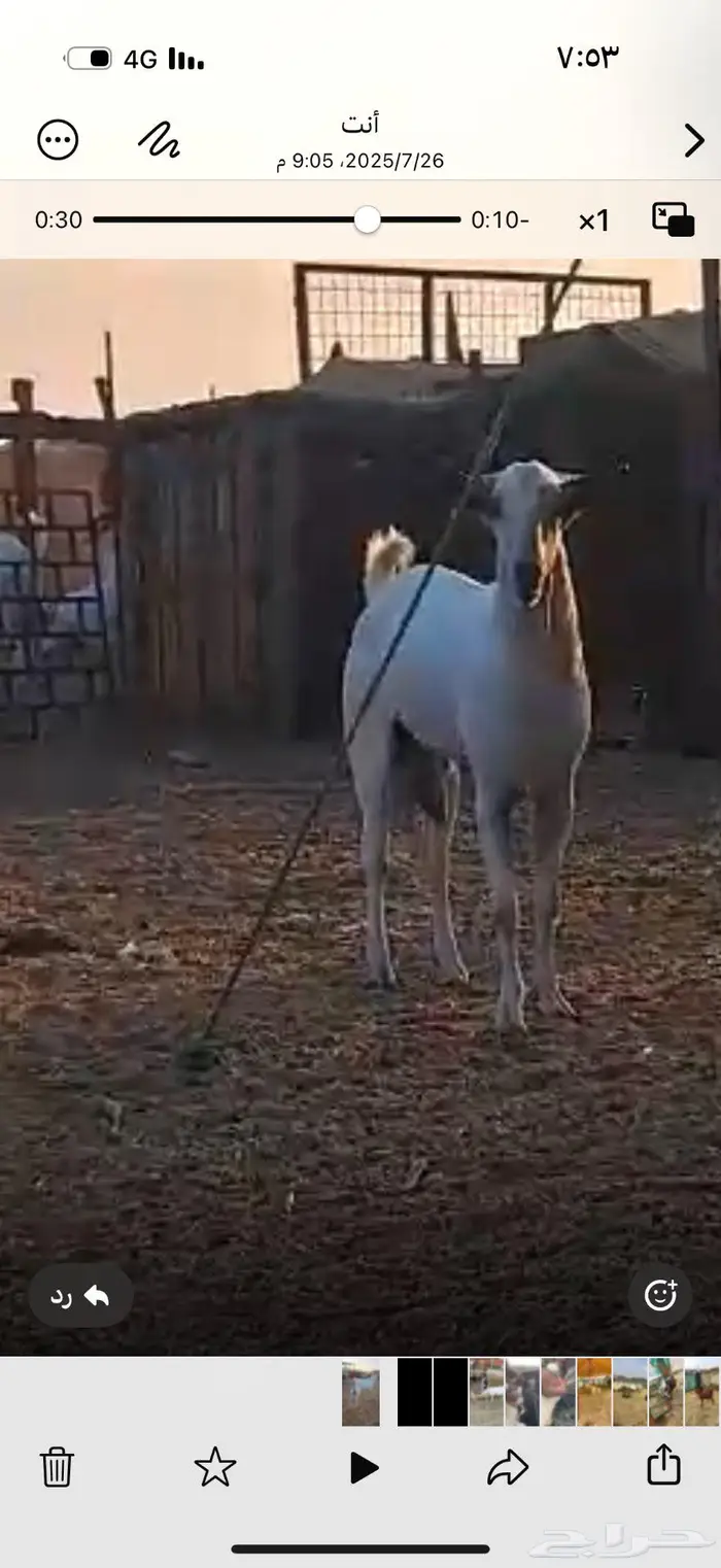 تيس بيشي فاخر فحل 1