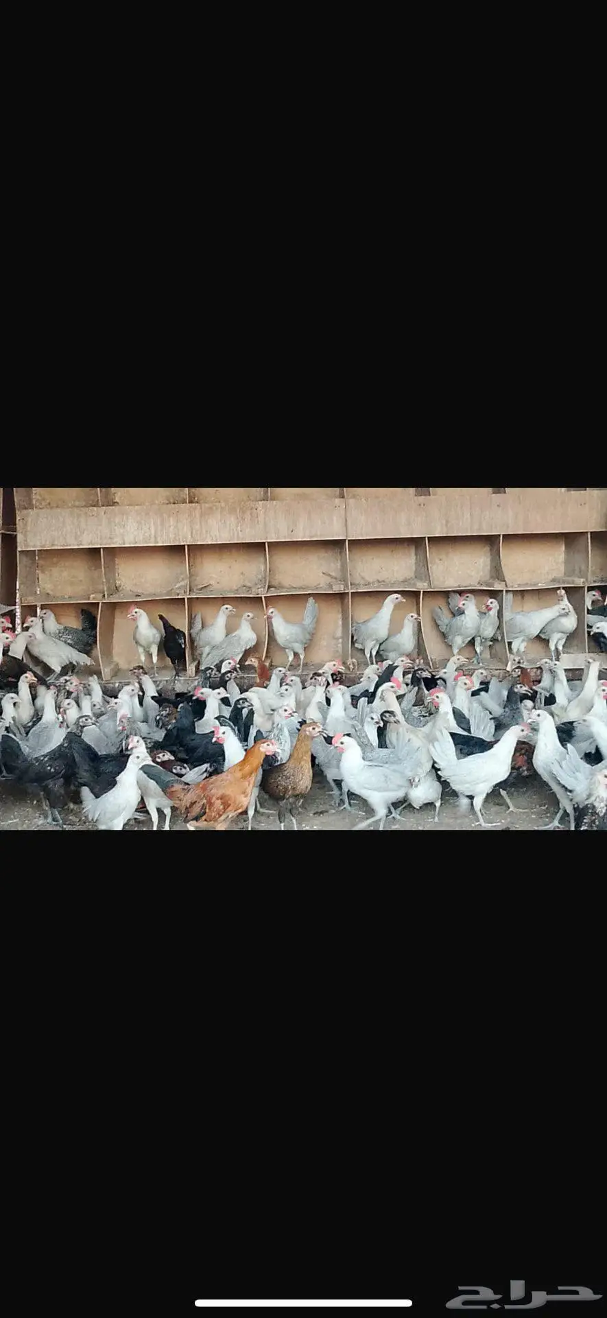ديوك ودجاج فيومي وبلدي العمر شهرين الى ثلاثه 0
