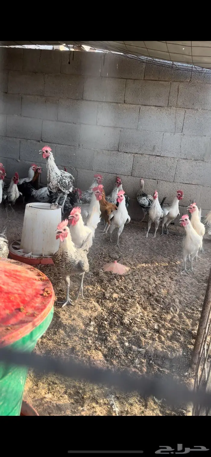 دجاج بلدي وفيومي وديوك 0