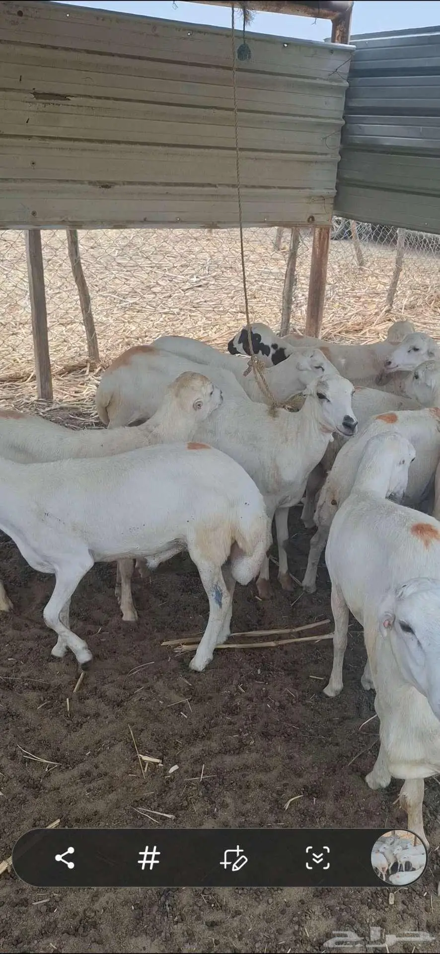 خرفان للبيع20 رأس للمناسبات السعيدة 0