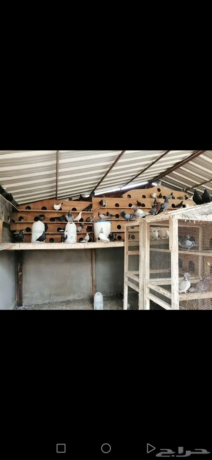 حمام للبيع 0