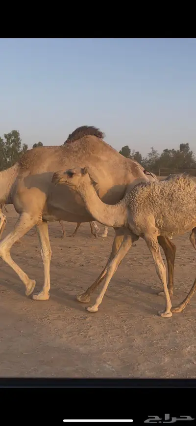 حواره شقح طيبه 2