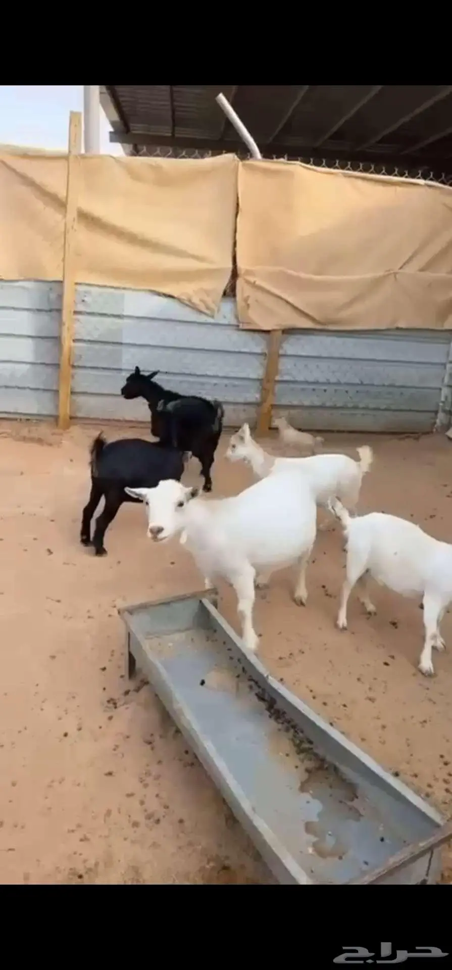 ماعز قزم أمهات منتجات وشبب مستويات بطله 0