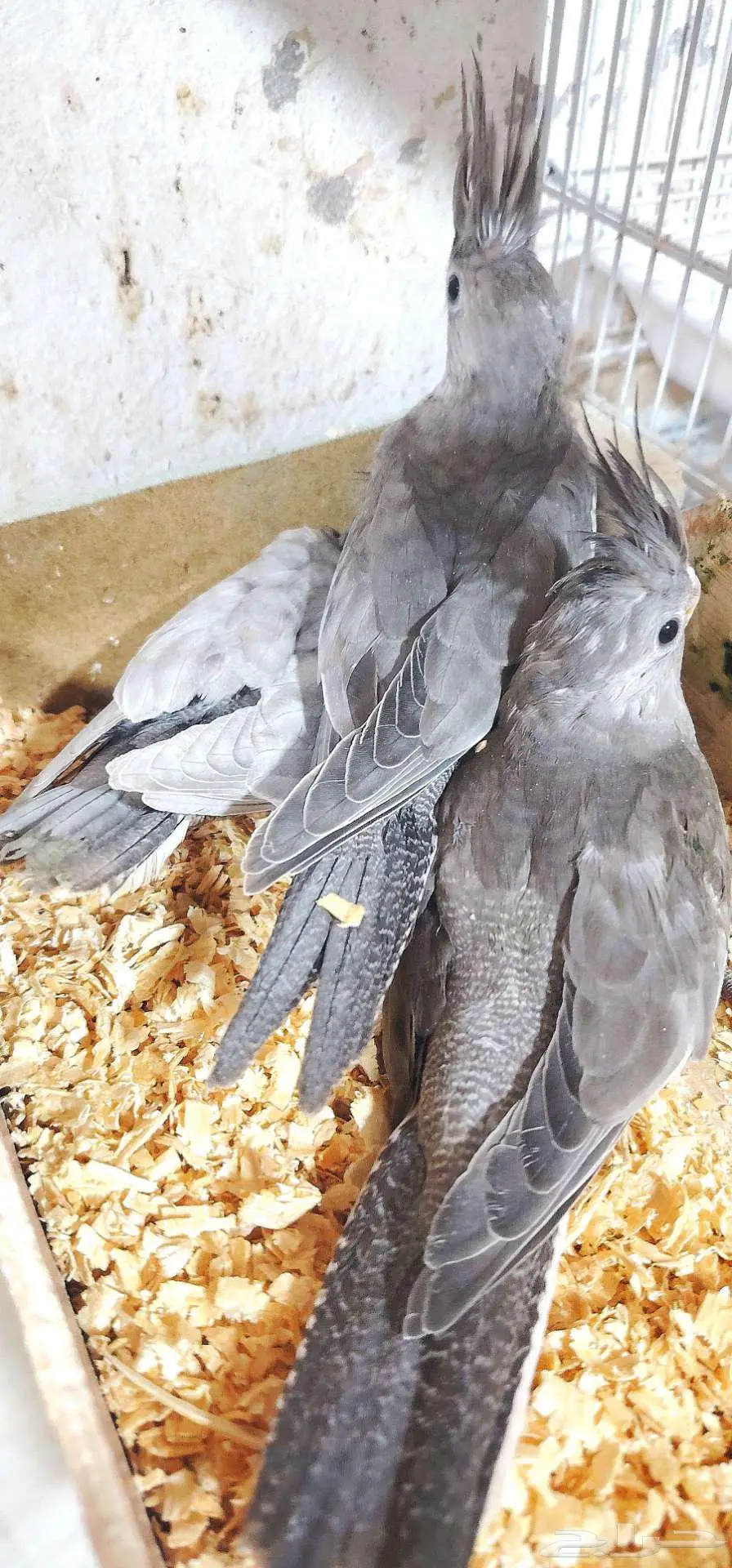 جمال الطفرات الكروان فروخ اميرالد ودومنت 2