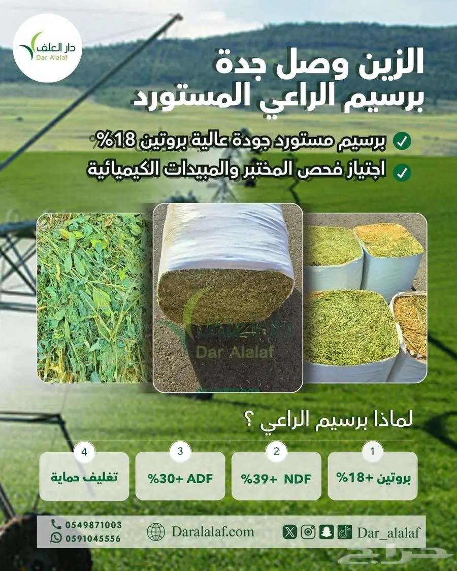برسيم الراعي المستورد 1