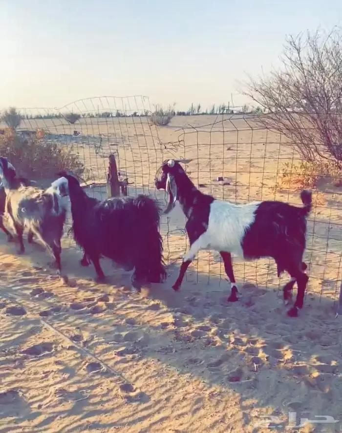 معزاء طيبه 1