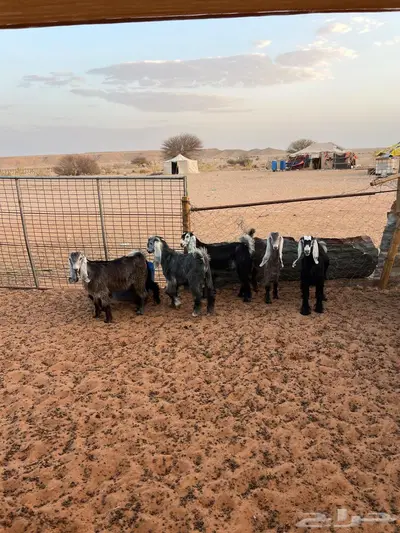 جفار 1