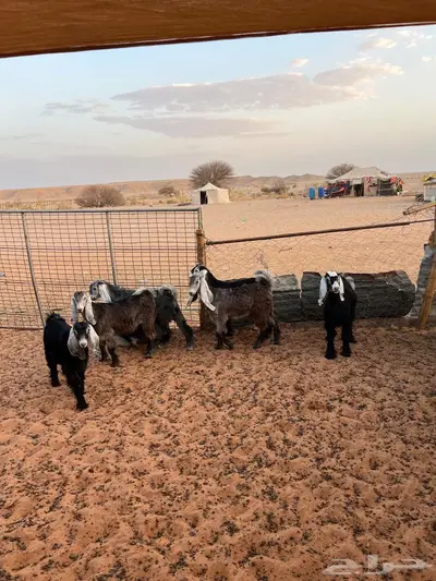 جفار 3