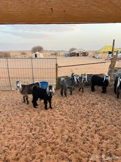 جفار 0