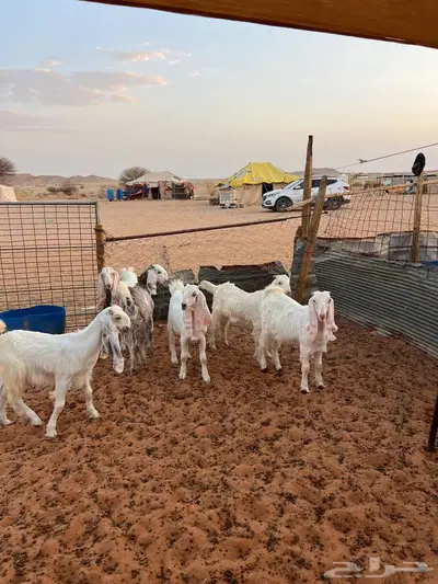 جفار 5