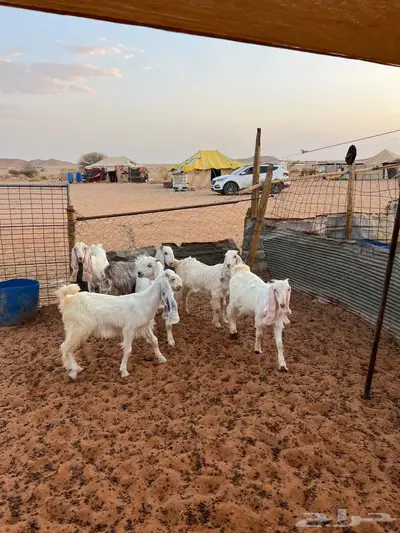 جفار 7
